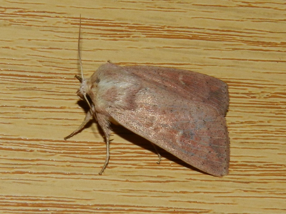 ID farfalla notturna - Mythimna ferrago